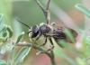 346828 – Photo : Liliane Delattre – France (30)
